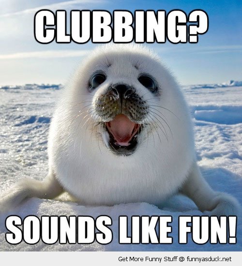 funny-clubbing-sounds-fun-baby-seal-pics.jpg