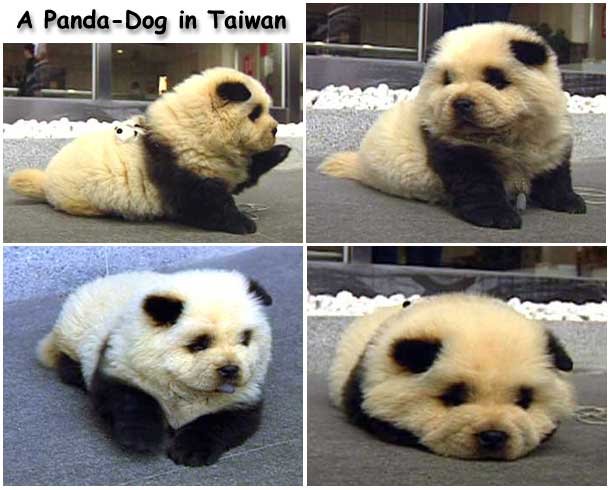 panda puppy.jpg