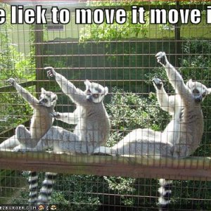 funny pictures dancing lemurs