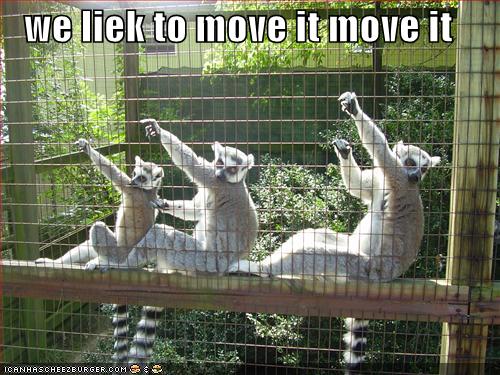 funny pictures dancing lemurs