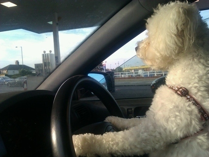 funny-animals-dogs-driving-cars-015.jpg