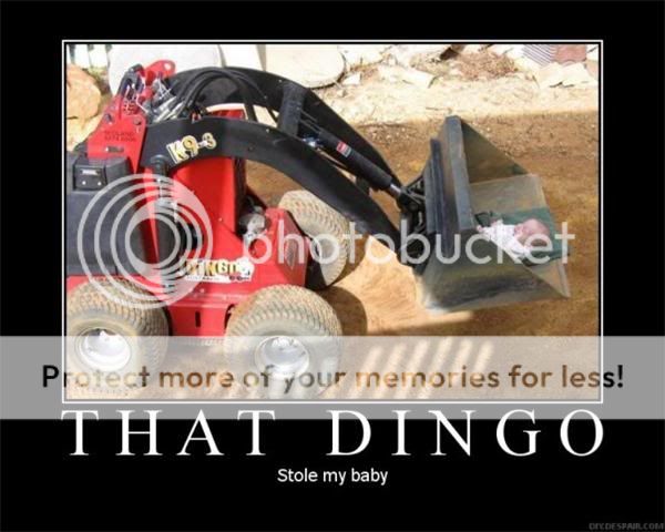 dingo.jpg