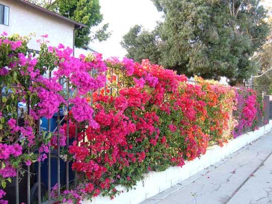 Bougainvillea%2B%257E%2B03-789805.jpg